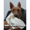 Sex mp
ka
nap
meu cachorro comeu