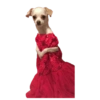 Memes de animais 6