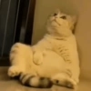 Gatinhos de humor 11