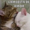 Michitos de amorcito😍 13