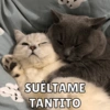 Michitos de amorcito😍 9