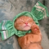 I love cats 4 10