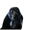 Memes de animais 17