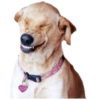 Dogs and Cats 5