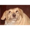 Dog reaction anjing 😈 10