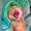 I love cats 4 7