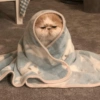 Gatinhos de humor 15