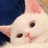 I love cats 4 27