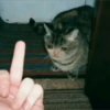 Gatitos tristes 13