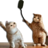 Gatos Llorando 22
