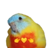 Birds 2.0 26