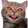 🐱Animalitos random🐕 18