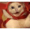 Gatos tristes 12