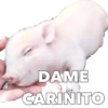 CERDITOS CARIÑOSOS 11
