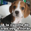 Animalitos con frases 3❤️😎 18