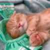 I love cats 4 9
