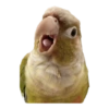 Birds 2.0 14