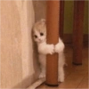 ANIMAIS E REAÇÕES 5