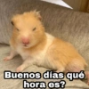 Animalitos con frases 3❤️😎 28