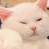 I love cats 4 28
