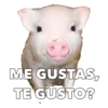 CERDITOS CARIÑOSOS 6