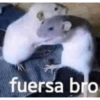 Memes para Divertirse 2😜 8