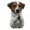 ☆funny pets 17