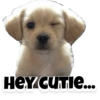 Puppies 20