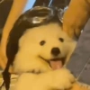 Perritos_random 15