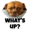 Puppies 15
