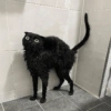 I love cats 4 14
