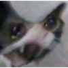 Gatos tristes 16