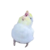 Birds 2.0 11