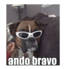 Gatiperros para resonder.  16