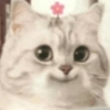 GATOS CURA DEPRESIÓN💕😻 12