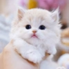 I love cats 4 12