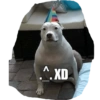 V XD
