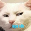 apa sti