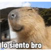 lo siento bro
