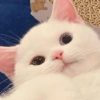 I love cats 4 24