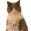Gatos Cura Depresión😎🙀MEMES 14