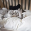 I love cats 4 5