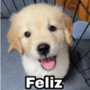 Animalitos con frases 3❤️😎 23