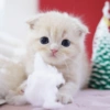 I love cats 4 17