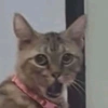 Memes 1.0 10