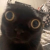 Gatinhos expressivos 😾😸😿 7
