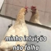 minha intuição
não falha