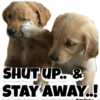 Puppies 13