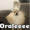 Peyitos Bonitos❤️🐕 24
