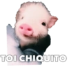 CERDITOS CARIÑOSOS 13